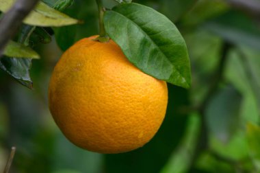 Parlak bir portakal, bir meyve bahçesinde güneşli bir öğleden sonra canlı yapraklarla çevrili bir ağaç dalında dinlenir..