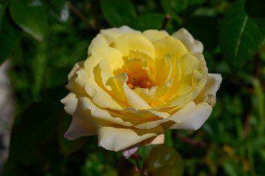 Zarif sarı gül yaprakları açılır, güneşli bir öğleden sonra, canlı yeşillikler arasında güneş ışığını yakalar..