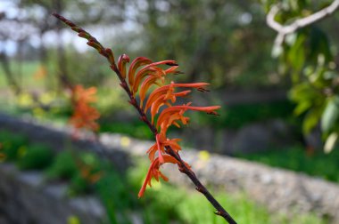 Delicate orange blossoms emerge gracefully from slender branches in the serene garden setting during spring. clipart