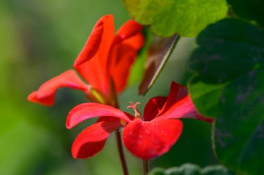 Güzel kırmızı çiçekler, yeşillik ve doğanın ihtişamıyla çevrili canlı bir bahçede güneş ışığını yakalar..