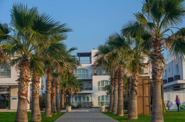 Titrek palmiye ağaçları, gösterişli bir tatil köyüne giden tropikal bir ortam yaratır. Misafirleri dinlenmeye ve gevşemeye davet eder..