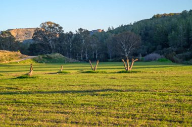 Sakin alan, alacakaranlığın özünü yakalar. Ağaçlar yumuşak, solgun bir ışığa karşı siluet halinde durur..