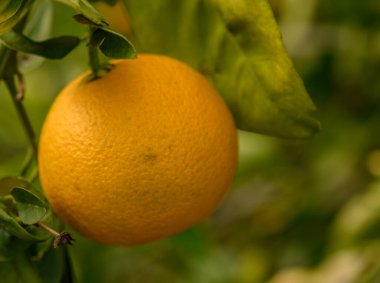 Güneş ışığı yaprakların arasından süzülerek canlı bir portakal meyvesi dalında nazikçe sallanarak olgunluğun sinyalini verir..