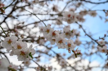 Narin beyaz kiraz çiçekleri dalları süslüyor, açık mavi gökyüzünün altında baharın gelişini vurguluyor..