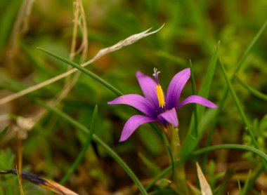 Narin mor taç yaprakları güneşe açılır. Baharda sakin bir çayırda yemyeşil bıçaklarla çevrili..