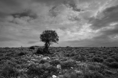 Kayalık bir araziden yükselen yalnız bir ağaç uğursuz bir gökyüzü altında, alacakaranlıkta doğanın yalnızlığının güzelliğini yakalıyor..
