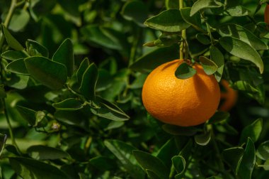 Canlı yeşil bir ağaçtan sarkan dolgun bir portakal, yeşeren bir meyve bahçesinin ortasında güneşleniyor..