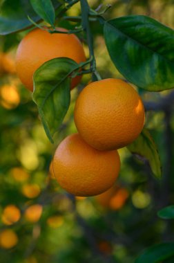 Canlı, olgun portakallar, verimli yeşillikler ve ılık renklerle çevrili, güneşli bir meyve bahçesinin dallarından sarkan..