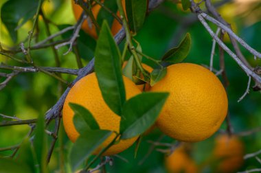 Sulu portakallar dalların üzerinde yavaşça sallanırken, sıcak öğleden sonra ışıklarıyla çevrili, renklerle dolup taşar..