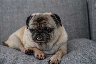 Sevimli bir pug rahat bir şekilde yumuşak gri bir kanepeye uzanıyor, rahat bir yaşam alanında huzurlu bir anın tadını çıkarıyor..