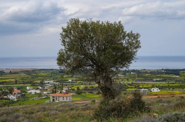Yalnız bir zeytin ağacı bir tepenin üzerinde duruyor, bereketli bir kıyı ovasına bakan büyüleyici evleri ve tarlaları olan..
