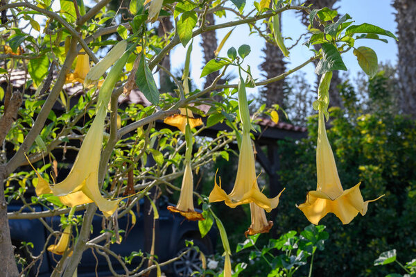 Beautiful yellow trumpet flowers dangle from lush green branches beneath the warm sunlight in a peaceful garden.