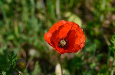 Canlı kırmızı bir gelincik yeşillikler arasında dimdik duruyor. Parlak bir bahar gününün güneşinin tadını çıkarıyor..