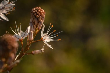 Narin kır çiçekleri gün batımında sakin bir çayırda, yumuşak doğal ışık altında güzelliklerini sergilerler..