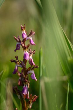 Yaban çiçeğinin narin mor yaprakları yemyeşil çimen yapraklarıyla çevrili güneş ışığına doğru uzanır..