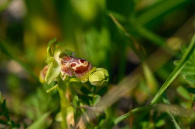 Nadir bulunan bir orkide, güneşli bir günde canlı yeşil bitki örtüsüyle çevriliyken karmaşık desenlerini sergiler..