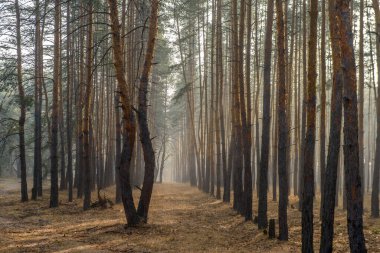 Yumuşak sis, uzun çam ağaçlarını sarar ve sabah yürüyüşü için sakin bir atmosfer yaratır..