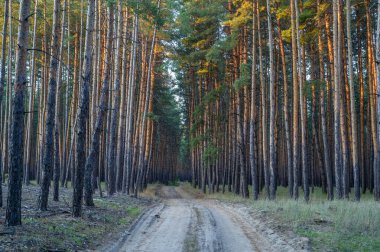 Güneş ışığı, uzun çam ağaçlarının arasından süzülür, sessiz bir toprak yolda ılık renkler bırakır, sakin ormanda kıvrılır..