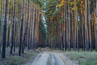 Güneş ışığı, uzun çam ağaçlarının arasından süzülür, sessiz bir toprak yolda ılık renkler bırakır, sakin ormanda kıvrılır..