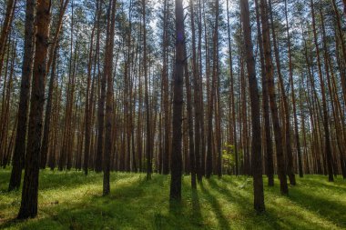 Güneş ışınları gölgeliği delip geçer, yemyeşil ormanda huzurlu bir ortam yaratır..