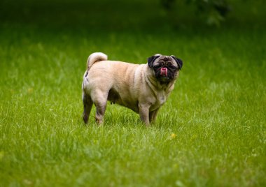 Neşeli bir pug, açık mavi gökyüzünün altında sallanan kıvırcık kuyruğuyla yemyeşil çimlerin arasında koşar..