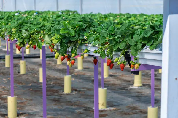 Bereketli çilek bitkileri serada gelişir, olgunlaşmıştır, kırmızı meyveler güneşli bir günde toplanmaya hazırdır..