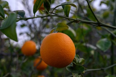 Sulu portakallar yemyeşil dallardan sarkan, solan öğleden sonra ışığının yumuşak parıltısında güneşlenen.