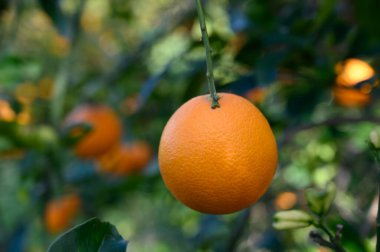 Olgun bir portakal, yeşil bir daldan sarkan sıcak güneş ışığı altındaki canlı yaprakların arasında..