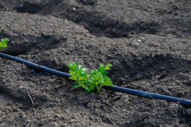 Güneş dünyayı ısıtırken, sulama hortumuyla beslenen, verimli topraktan küçük maydanoz bitkisi çıkar..