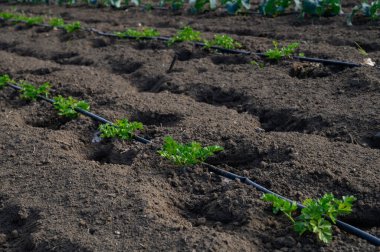 Narin yeşil filizler, zengin, karanlık topraktan çıkar ve bahar gününün erken saatlerinin ılıklığı altında gelişir..
