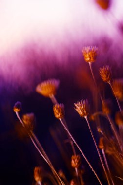 Yaban çiçekleri güzellik saçar, güneş batarken yumuşak mor bir parıltıyla yıkanır, doğanın büyüsünün özünü yakalar..