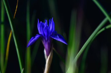 Zarif yeşil bıçaklar arasında çarpıcı bir mor iris belirir. İlkbaharda canlı renkleriyle seyircileri büyüler..