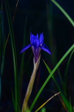 Çarpıcı bir mor çiçek canlı yeşil çimenlerin arasında zarif bir şekilde yükselir, yumuşak ışıkla aydınlanır..