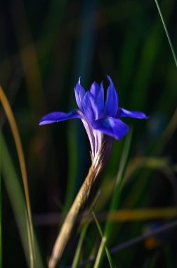Canlı, mor bir çiçek, ılık güneş ışığı altında yemyeşil çimlerin arasında duruyor ve dingin bir atmosfer yaratıyor..