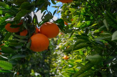 Parlak portakallar açık mavi gökyüzünün altında yemyeşil yaprakların arasında sallanarak hasat zamanının neşesini işaret ederler..