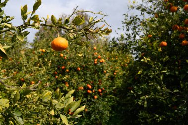 Bereketli bir meyve bahçesi portakal ağaçlarıyla büyür, dalları olgun meyvelerle ağırlaşır, parlak, davetkar bir gökyüzünün altında..
