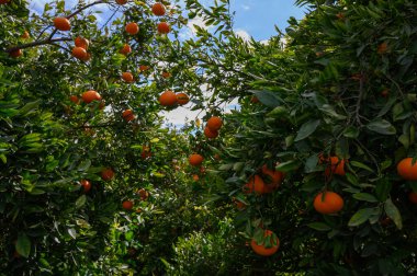 Olgun portakallar yeşil ağaçlardan sarkır, yumuşak meltemde hafifçe sallanır, neşeli bir hasat için davet eder.