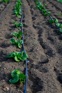 Genç yeşil bitkiler, güneşli bir bahar gününde damlayan sulama sistemiyle beslenen zengin topraklarda büyür..