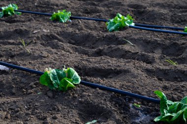 Canlı yeşil marul sıraları verimli topraklarda yetişir, güneşli bir öğleden sonra modern sulama sistemi tarafından beslenir..