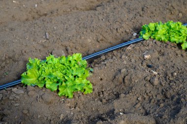 Parlak yeşil marul, güneşli bir bahçedeki su sistemiyle beslenen iyi bakımlı toprakta gelişir..