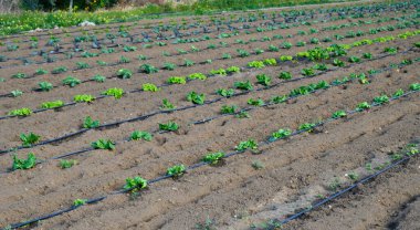 Parlak yapraklı sıra sıra yapraklar zengin topraklarda serpilmiş güneşli bir günde ılık bahar güneşinin tadını çıkarıyorlar..