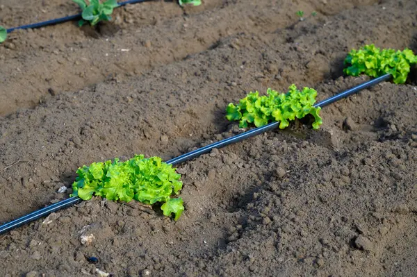 Bereketli yeşil marul başları düzenli sıralarda büyür, zengin kahverengi topraklarla çevrili, güneşin altında güneşlenirler..