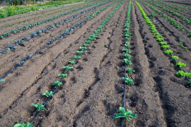 Yeşil fidanlar düzenli sıralarda büyür, bahar aylarında sakin bir çiftlik arazisinde ılık güneş ışığının tadını çıkarırlar..