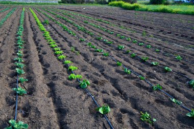 Canlı fidanlar, huzurlu bir kırsal alanda, sıcak güneş ışığı altında gelişir ve önlerinde bol miktarda hasat olacağına söz verir..