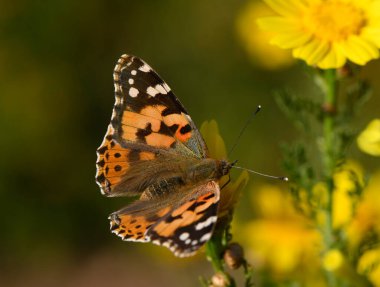Göz kamaştırıcı desenleri olan narin kelebek, yeşilliklerle çevrili, parlak sarı bir çiçekte güneşli bir anın tadını çıkarır..