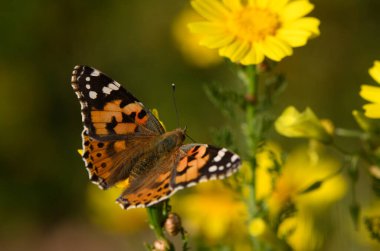 Güneşli bir günde parlak sarı çiçekler üzerinde zarif bir şekilde çırpınan nefes kesici bir kelebek doğanın güzelliğini gözler önüne seriyor..