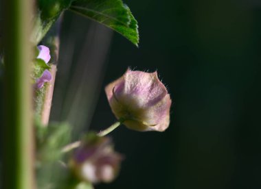 Yumuşak ışık, alacakaranlık gökyüzünün altındaki yemyeşil yemyeşil çiçeklerle çevrili narin bir çiçek tomurcuğunu ortaya çıkarır..