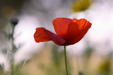 Parlak kırmızı bir gelincik, yemyeşil yeşillikler ve açık yeşil yapraklarla çevrili sıcak bir öğleden sonra arkaplanına doğru zarif bir şekilde yükselir..