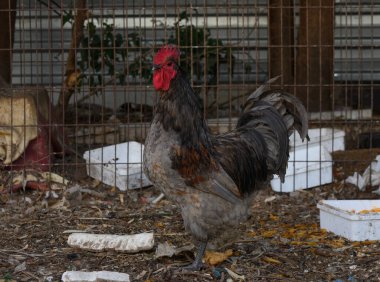 Çarpıcı bir horoz çiftliği keşfeder, canlı tüylerini kırsal bölgeler ve yumuşak güneş ışığı arasında sergiler..