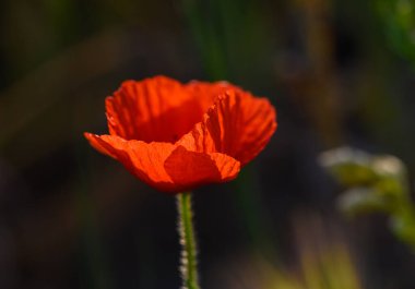 Parlak güneş ışığı altında yeşil otların arasında parlayan, doğal güzellikler saçan parlak kırmızı bir gelincik çiçeği yeşerir..